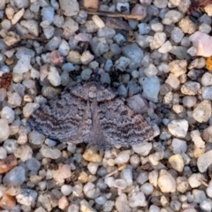 Unidentified Geometer moth (Geometridae) at Penrose, NSW - 24 Oct 2023 by Aussiegall