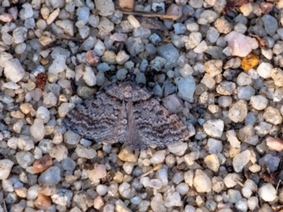 Dichromodes obtusata at Penrose, NSW - 24 Oct 2023 by Aussiegall