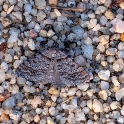 Dichromodes obtusata at Wingecarribee Local Government Area - 24 Oct 2023 by Aussiegall