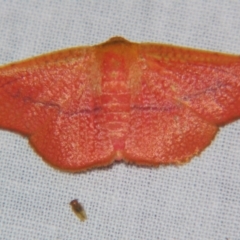 Aglaopus pyrrhata (Leaf Moth) at Sheldon, QLD - 5 Oct 2007 by PJH123