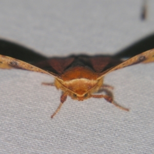 Aglaopus pyrrhata at Sheldon, QLD - suppressed