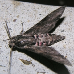 Agrius convolvuli (Convolvulus Hawk Moth) at Sheldon, QLD - 6 Oct 2007 by PJH123