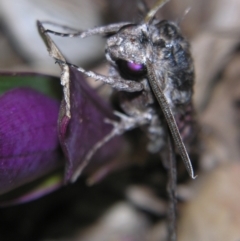 Agrius convolvuli at Sheldon, QLD - suppressed