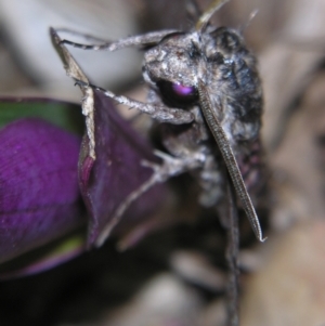 Agrius convolvuli at Sheldon, QLD - suppressed