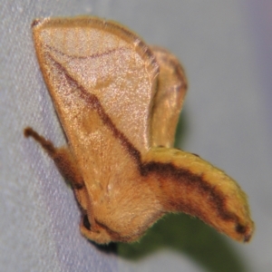 Anaxidia lozogramma at Sheldon, QLD - suppressed