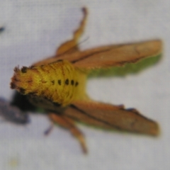 Anaxidia lozogramma at Sheldon, QLD - suppressed