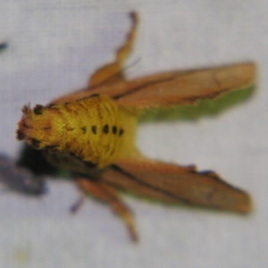 Anaxidia lozogramma at Sheldon, QLD - suppressed