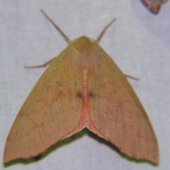 Arhodia lasiocamparia (Pink Arhodia) at Sheldon, QLD - 5 Oct 2007 by PJH123