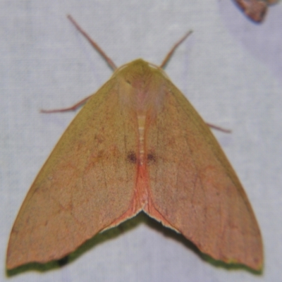 Arhodia lasiocamparia (Pink Arhodia) at Sheldon, QLD - 5 Oct 2007 by PJH123