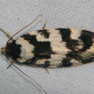 Barea cratista (A Concealer moth (Barea Group)) at Sheldon, QLD - 5 Oct 2007 by PJH123