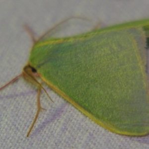 Chlorocoma assimilis at Sheldon, QLD - 5 Oct 2007