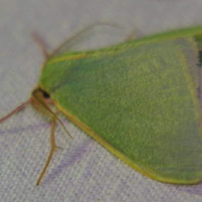 Chlorocoma assimilis (Golden-fringed Emerald Moth) at Sheldon, QLD - 5 Oct 2007 by PJH123