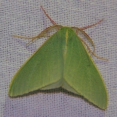 Chlorocoma assimilis at Sheldon, QLD - 5 Oct 2007