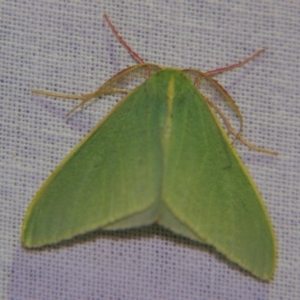 Chlorocoma assimilis at Sheldon, QLD - suppressed