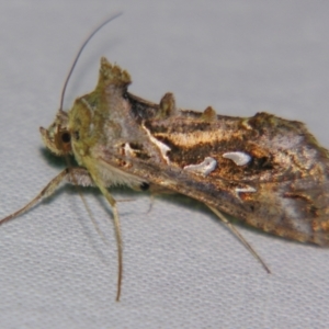 Chrysodeixis argentifera at Sheldon, QLD - suppressed