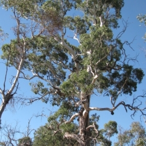 Eucalyptus viminalis at Bobundara, NSW - 3 Apr 2018