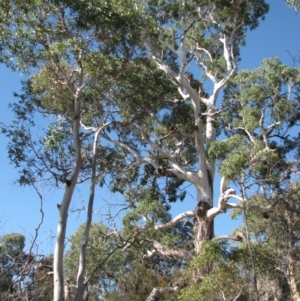 Eucalyptus viminalis at Bobundara, NSW - 3 Apr 2018 02:54 PM