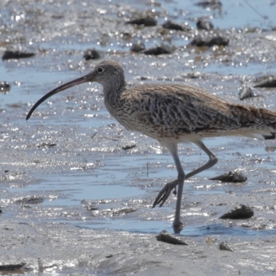 Numenius madagascariensis (Eastern Curlew) at Wynnum, QLD - 24 Oct 2023 by TimL