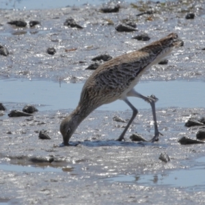Numenius madagascariensis at Wynnum, QLD - 24 Oct 2023 09:50 AM