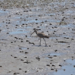 Numenius madagascariensis at Wynnum, QLD - 24 Oct 2023 09:50 AM