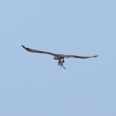 Pandion haliaetus (Osprey) at Manly, QLD - 24 Oct 2023 by TimL