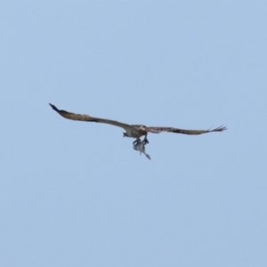 Pandion haliaetus at Manly, QLD - suppressed