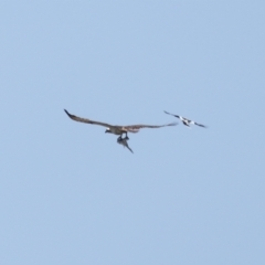 Pandion haliaetus at Manly, QLD - suppressed