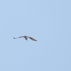 Pandion haliaetus at Manly, QLD - suppressed