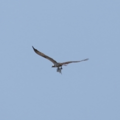 Pandion haliaetus at Manly, QLD - suppressed