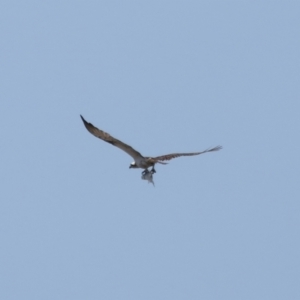 Pandion haliaetus at Manly, QLD - suppressed