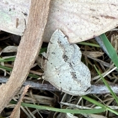 Taxeotis stereospila (Oval-spot Taxeotis (Oenochrominae) at Aranda, ACT - 24 Oct 2023 by KMcCue