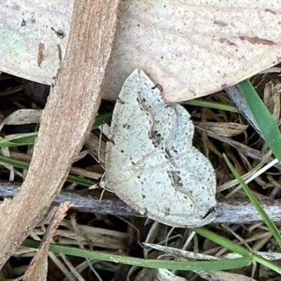 Taxeotis stereospila (Oval-spot Taxeotis (Oenochrominae)) at Aranda, ACT - 24 Oct 2023 by KMcCue