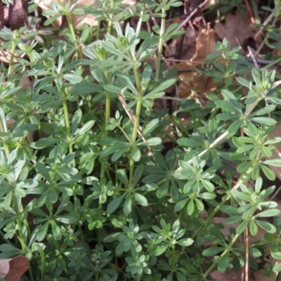 Galium aparine (Goosegrass, Cleavers) at Tuggeranong Homestead - 15 Jul 2023 by michaelb