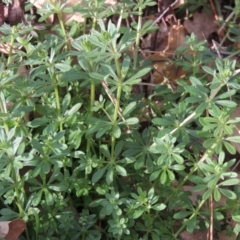 Galium aparine (Goosegrass, Cleavers) at Tuggeranong Homestead - 15 Jul 2023 by michaelb
