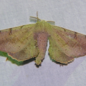 Circopetes obtusata at Sheldon, QLD - suppressed