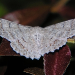 Crypsiphona ocultaria (Red-lined Looper Moth) at Sheldon, QLD - 5 Oct 2007 by PJH123