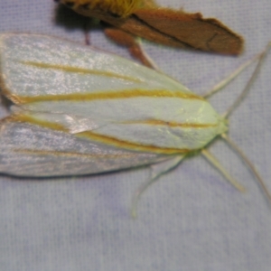 Cryptophasa flavolineata at Sheldon, QLD - suppressed