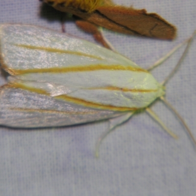 Cryptophasa flavolineata (A Gelechioid moth (Xyloryctidae)) at Sheldon, QLD - 5 Oct 2007 by PJH123