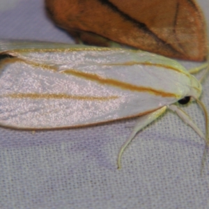 Cryptophasa flavolineata at Sheldon, QLD - suppressed