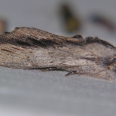 Destolmia lineata (Streaked Notodontid Moth) at Sheldon, QLD - 6 Oct 2007 by PJH123