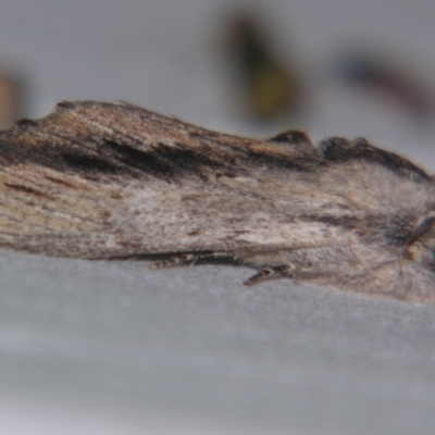 Destolmia lineata (Streaked Notodontid Moth) at Sheldon, QLD - 5 Oct 2007 by PJH123