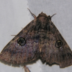 Donuca castalia (An Erebid moth (Catocalini)) at Sheldon, QLD - 5 Oct 2007 by PJH123
