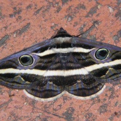 Donuca rubropicta (White Banded Noctuid Moth) at Sheldon, QLD - 5 Oct 2007 by PJH123