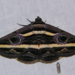 Donuca rubropicta (White Banded Noctuid Moth) at Sheldon, QLD - 5 Oct 2007 by PJH123