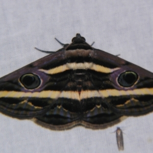 Donuca rubropicta at Sheldon, QLD - suppressed