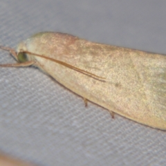 Earias subviridis (Nolidae (Chloephorinae)) at Sheldon, QLD - 6 Oct 2007 by PJH123