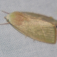 Earias subviridis at Sheldon, QLD - suppressed