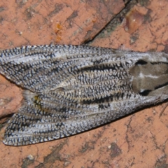 Endoxyla lituratus (A Wattle Goat Moth) at Sheldon, QLD - 5 Oct 2007 by PJH123