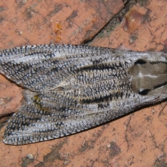 Endoxyla lituratus (A Wattle Goat Moth) at Sheldon, QLD - 6 Oct 2007 by PJH123