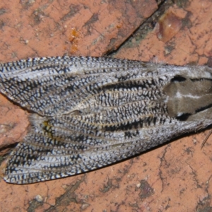 Endoxyla lituratus at Sheldon, QLD - suppressed